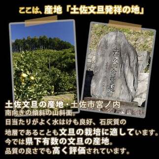 ＼果樹園直送／土佐文旦 約10kg 4L～3Lサイズ 13～18個入り 大玉・特大玉〈特選品贈答用〉果物 柑橘 フルーツ ぶんたん ブンタン 文旦 高知県土佐市 お取り寄せ 産地直送 おいしい 美味し