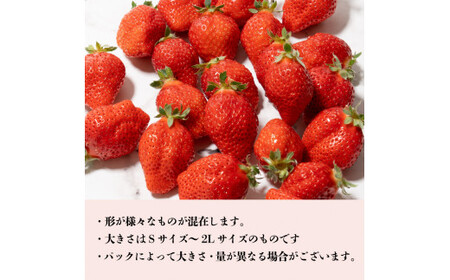 いちご さちのか 1kg 【 いちご 】 先行予約