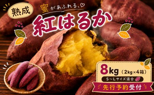 【先行予約】新潟県上越市産 紅はるか サツマイモ さつまいも S-Lサイズ混合 約8kg（2kg×4箱） 秋山農場グリーンプロジェクト