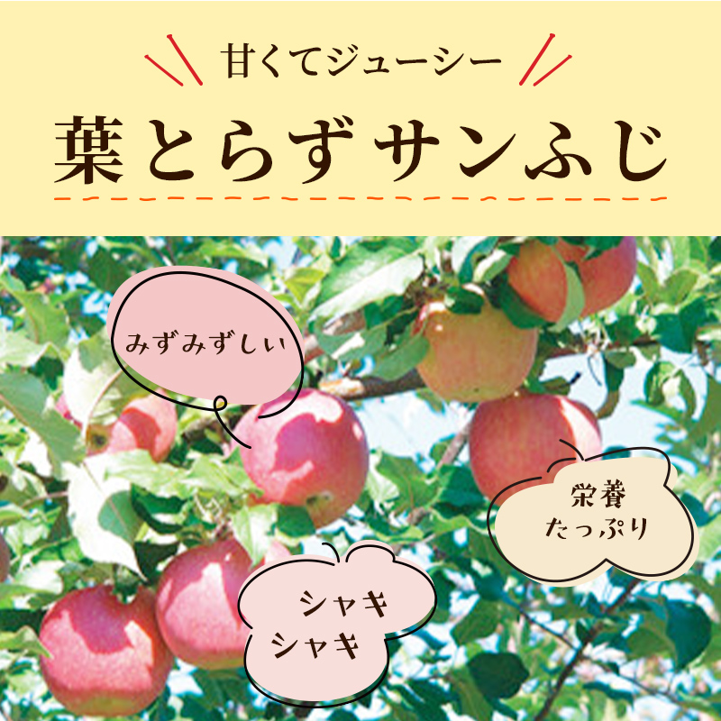 りんご 【 11月発送 】 訳あり 蜜入り EM 葉取らず サンふじ 約 10kg 糖度 13度以上 【 弘前市産 青森りんご 】 リンゴ 果物 青森 弘前 家庭用