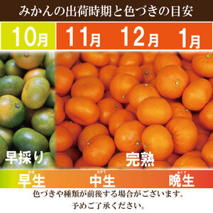 【2025年10月順次発送】温州みかん 10kg  みかん 温州みかん 完熟 柑橘 果物 フルーツ 国産 新鮮 徳島 小松島【北海道、東北、離島、沖縄配送不可】