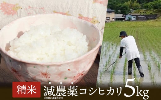 令和7年産 新米 稲穂に農薬不使用 コシヒカリ白米5kg【 R7 こしひかり 白米 お米 米 こめ 農家直送 国産 ごはん ご飯 白飯 ゴハン ふるさと おすすめ 5キロ 選べる 京都 綾部 】
