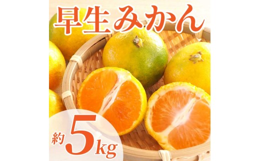 先行予約 早生みかん 約5㎏ （2S～2L）【2026年11月上旬～2026年11月下旬発送予定】 みかん ミカン 早生みかん フルーツ 果物 柑橘 かんきつ蜜柑 熊本県 熊本 九州 宇城市 国産 高糖度 甘い ジューシー みずみずしい 果汁 酸味 日本フルーツ