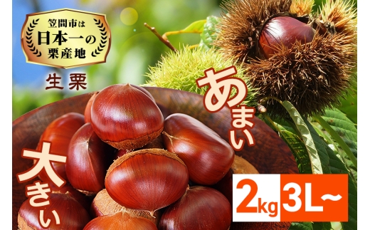 【2026年先行予約】 生栗 栗 2kg 2L 数量限定 国産 和栗 くり クリ スイーツ 果物 フルーツ 栗きんとん モンブラン 栗ご飯 栗ごはん 秋 旬 ギフト プレゼント 農産物直売所すわ 笠間市 栗生産量 日本一 茨城県 いばらき ＜10月以降順次発送予定＞
