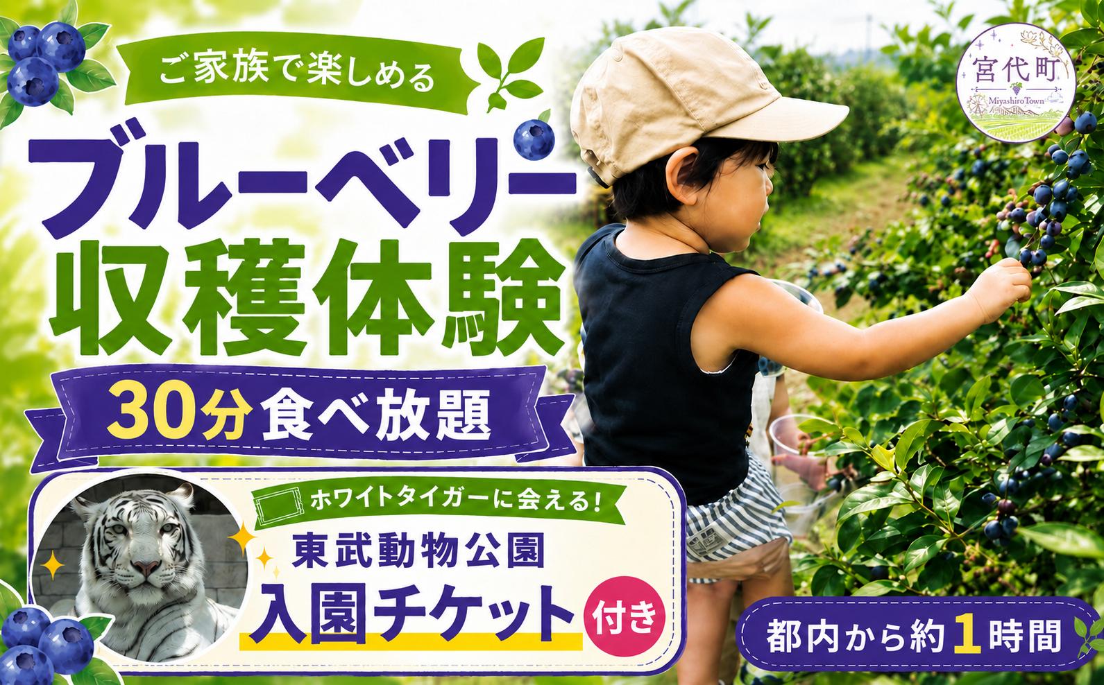 
                  【体験型】ブルーベリー摘み採り体験＆東武動物公園入園チケット 大人1名 子ども1名 | 30分食べ放題 体験チケット イベント チケット 税 体験チケット ブルーベリー狩り ブルーベリー摘み取り 東武動物公園 入園チケット 夏休み 収穫体験 農業体験 親子体験 大人 子ども 観光チケット 日帰り 関東 お出かけ 旬 摘みたて 埼玉観光 夏限定 予約制 夏休み 新しい村 埼玉県 宮代町
                