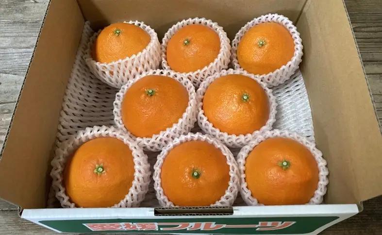 【2026年先行予約】愛果28号 2kg みかん 紅まどんなと同一品種 農園直送 【12月上旬から順次発送予定】 愛媛 数量限定 愛媛県産 人気 柑橘 伊予市｜B333