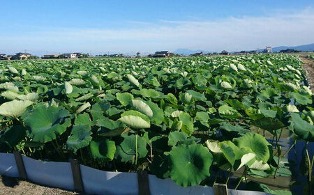 【金賞受賞！】真空パック 松尾青果のこだわり白石れんこん 約1kg(4-8個) / 蓮根 野菜 根菜 / 佐賀県 / 松尾青果[41ASAB001]