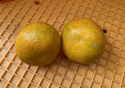 【2026年1月中旬ごろ発送】 家庭用 みかん 宮内伊予柑 いよかん 5kg(約20個) 自然栽培 | 伊予柑 ミカン 柑橘 みかん 期間限定 フルーツ 果物 果実 愛媛県産 愛媛 松山 農薬不使用【