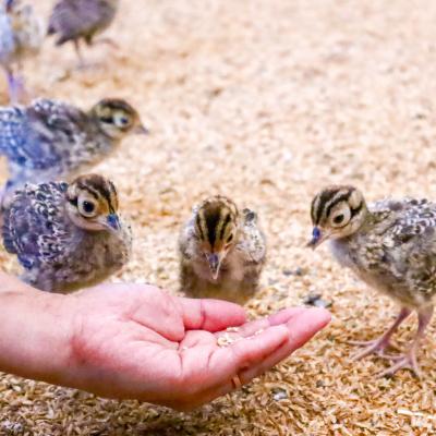 ふるさと納税 いの町 【きじ肉】土佐・本川 手箱"喜事"辛みそ鍋セット(3〜4人前) |  | 02