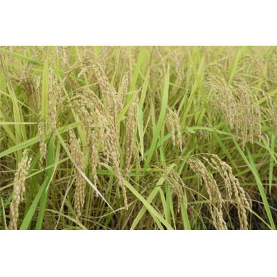 ふるさと納税 南魚沼市 新潟県南魚沼産 昔ながらの従来コシヒカリ 2kg |  | 01