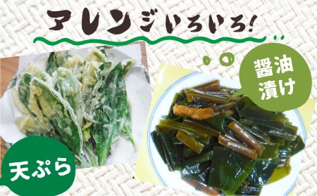 生行者ニンニク 700g 山菜1品 / ニンニク にんにく [Q655xch] 