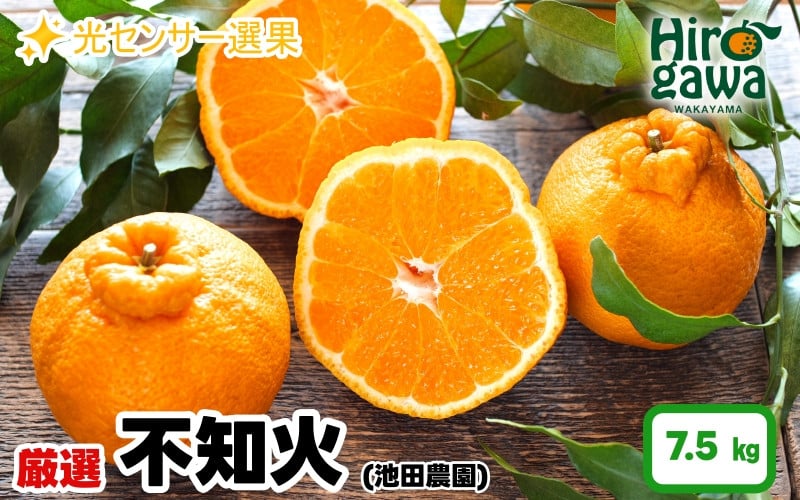 
            不知火 （ しらぬい ）7.5kg+250g（痛み補償分） 厳選 光センサー / デコポン 高級 甘い 和歌山 柑橘 ※2月上旬～3月下旬に順次発送 ※北海道・沖縄・離島への配送不可【ikd010-p-7d5】
          