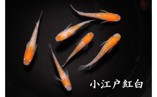 
                  メダカ「小江戸紅白」1～３ペア
                