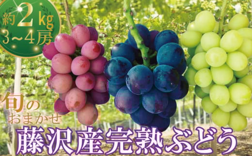 ぶどう  約2kg 3房から4房 先行予約 【2026年8月下旬発送】朝摘み 葡萄 ブドウ くだもの 果物 フルーツ 旬 完熟 藤稔 ふじみのり シャインマスカット クイーンニーナ BKシードレス おまかせ budou フルーツ ふるうつ 人気 デザート fruits kudamono 鈴木園 神奈川 湘南 藤沢