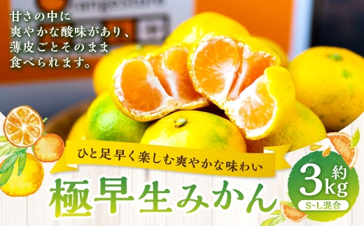 【 ひと足早く楽しむ爽やかな味わい 】 極早生みかん 約3kg みかん ミカン 柑橘 柑橘系 柑橘類 くだもの 果物 フルーツ 果実 果汁 果肉 国産 愛媛県産 薄皮 【 2026年9月下旬-11月上旬発送予定 】 ( 1094 )