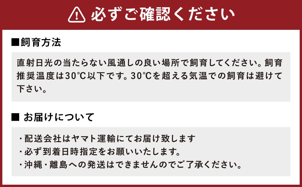国産 オオクワガタ オス・メス ペア 70mmUP