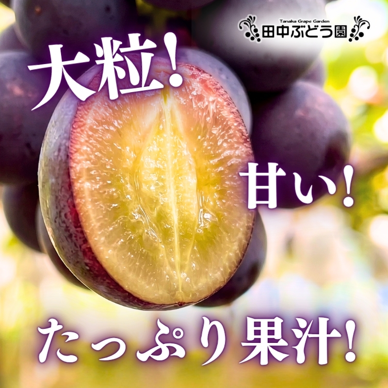 【2026年8月中旬頃出荷分先行予約】ぶどう ピオーネ ぶどう詰め合わせ 田中ぶどう園 厳選 ピオーネ 約2.0kg（3～4房） 詰め合わせ 大粒 種なし ぶどう ブドウ フルーツ 果物 農園直送 贈