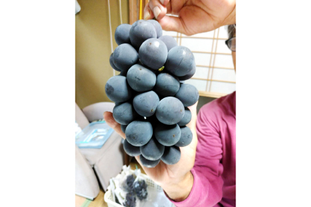 富山ぶどう【ピオーネ 約2kg 4～5房 フルーツ 果物 くだもの ぴおーね 季節限定 期間限定 数量限定 デザート ご褒美】