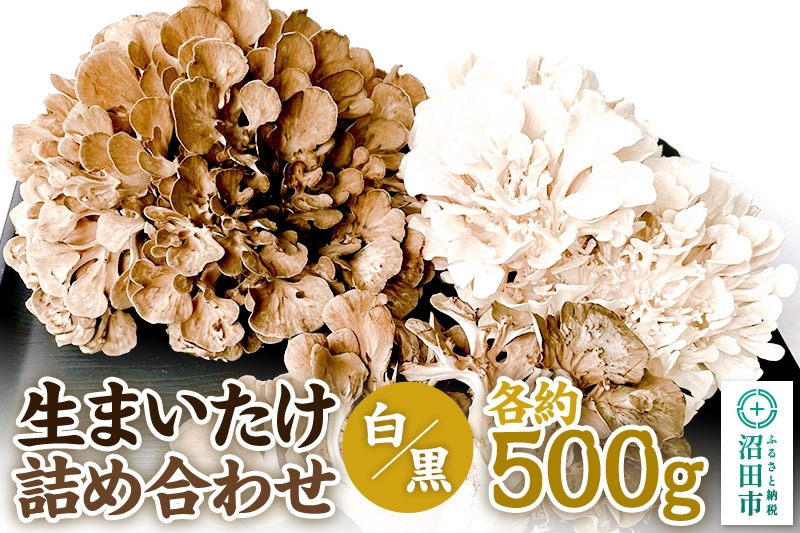 
                  《2026年1月発送》生まいたけ（白・黒）各約500g 詰め合わせ おいがみ舞茸園 [舞茸 まいたけ マイタケ]
                