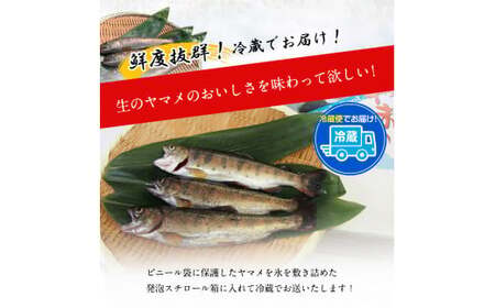 生ヤマメ 2kg 約20匹 山江村ヤマメ生産組合《30日以内に出荷予定(土日祝除く)》ヤマメ 山女魚 山女 2kg 約20匹 魚介類 魚 生鮮品 送料無料 冷蔵便