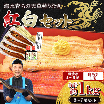 【毎月定期便】希少!数量限定!海水育ちの天草藍うなぎ 紅白5～7尾セット(宇城市)全2回【配送不可地域：離島】【4056951】