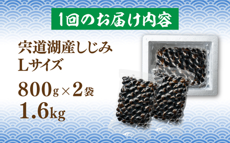 しじみ 【全6回定期便】宍道湖産 冷凍大和しじみ 砂抜き済 Lサイズ800×2袋(1.6kg) 島根県松江市/しじみ市場株式会社[ALDK007] しじみ しじみ