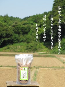もち麦（ダイシモチ）1600ｇ×2袋 034-B146