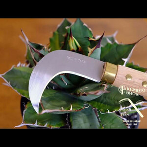 アガベ ・キノコ鎌　Agave Mushroom sickle／135ｍｍ　園芸 鎌 観葉植物 収穫 繁殖 胴切り 子株切り ガーデニング