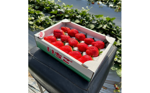 産地直送　匝瑳市産いちご　15粒入り×2箱 ／ いちご 苺 イチゴ ストロベリー とちおとめ 紅ほっぺ 果物 フルーツ 産地直送