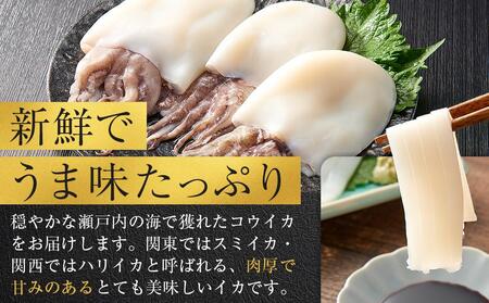 天然コウイカ 約500g イカ いか 