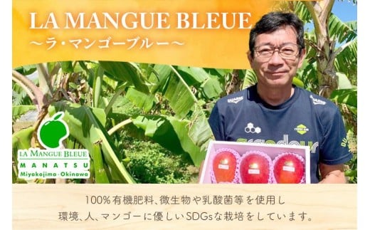 《先行予約 2026年発送》『天使のマンゴー』宮古島産アーウィンマンゴー 約800g （2玉）【ご贈答用】「LA MANGUE BLEUE」農家直送（GZ002）