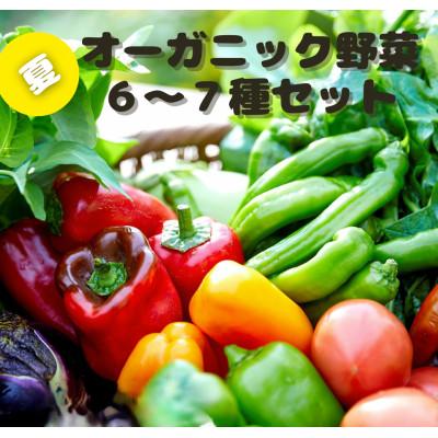 ふるさと納税 京丹後市 【先行予約】8月より順次発送《てんとうむしばたけ》夏のオーガニック野菜セット　有機野菜6〜7種前後