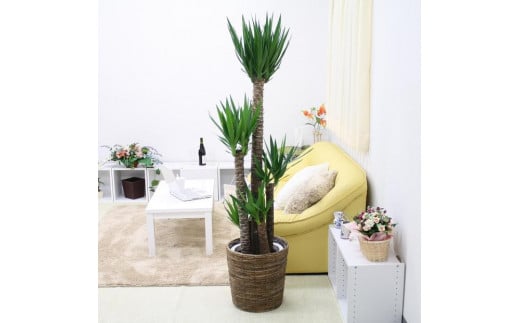 【観葉植物】青年の木（ユッカ）10号 ブラウンバスケット鉢カバー 土の表面：ウッドチップ ｜観葉植物 インテリア 部屋 おしゃれ 福岡県筑前町 送料無料