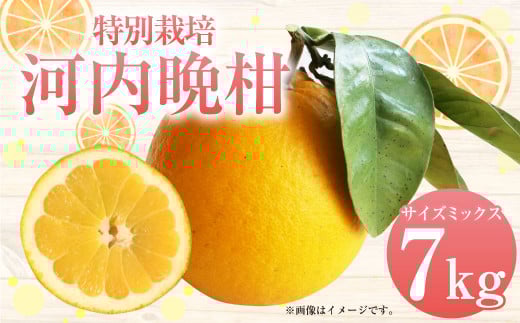 【先行受付】特別栽培河内晩柑 7kg サイズミックス 河内晩柑 晩柑 ばんかん 柑橘 みかん 果物 フルーツ【2025年4月上旬から7月上旬発送開始】