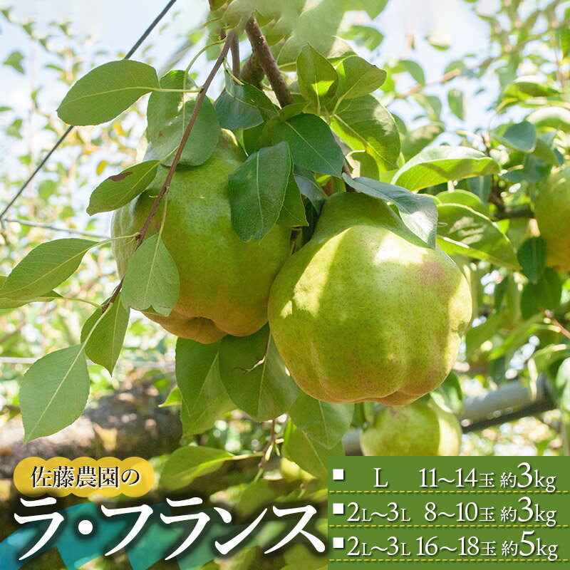 【ふるさと納税】【令和7年産先行予約】ラ・フランス 選べる容量［L 約3kg（11〜14玉）］［2L〜3L 約3kg（8〜10玉）］［2L〜3L 約5kg（16〜18玉）］　佐藤農園