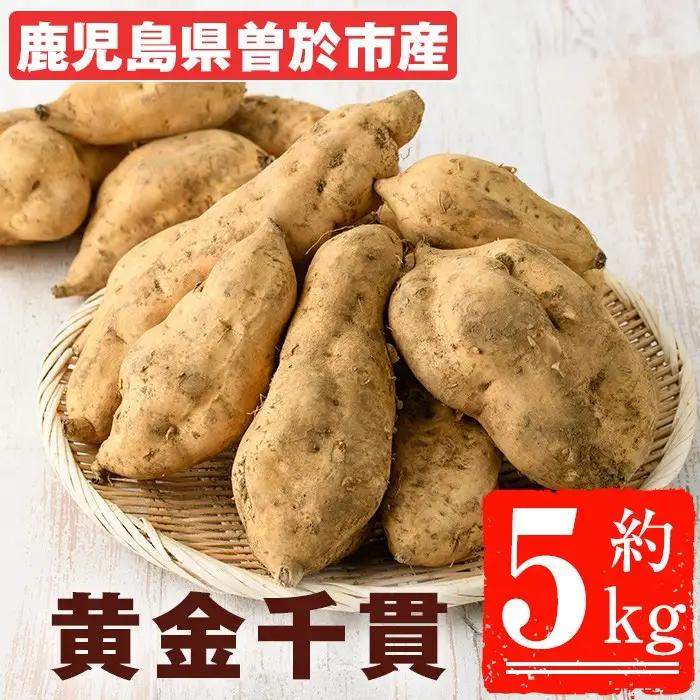 ＜先行予約受付中！2026年8月以降順次発送予定！＞鹿児島県 曽於市産 新物 黄金千貫 (5kg) 【瀬崎農園】 A940-v01