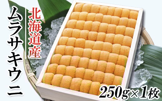 
            C-53006 ムラサキウニ250g×1折[7月上旬以降発送]
          