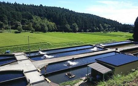 【ふるなび限定】産地直送栃木県のブランド魚「プレミアムヤシオマス」の刺身 400g (200g×2パック)  [ 冷凍便 ] | 魚 ます 養殖 産地直送 栃木県 FN-Limited-PR