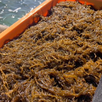 ふるさと納税 伊平屋村 【海産物きむらや】沖縄県伊平屋島産の味付もずく24パック(1ヶ:60g×3パック)×8ヶ |  | 03