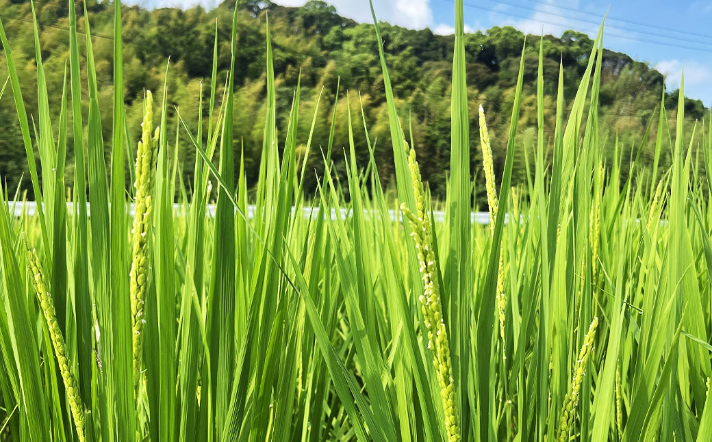 福岡県産幻の天日干し米 5kg
