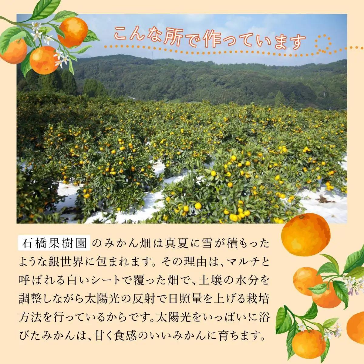 【期間限定】さがみかん (5代目みかん) 9.5kg【温州みかん 甘い 濃厚 ジューシー コク 完熟 熟成みかん 蔵出し 蔵入り 柑橘 密柑 ギフト 果物 フルーツ 佐賀県産 佐賀県 大和 太良 石橋
