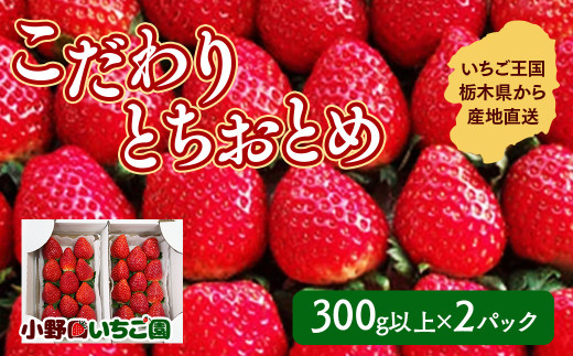 栃木県産 こだわり とちおとめ【300g以上×2パック】| 家庭用 完熟 朝摘み 苺 いちご イチゴ とちおとめ 果物 フルーツ 秀品 贈答 栃木県 壬生町 産地直送 ※2025年11月中旬頃より順次発送予定