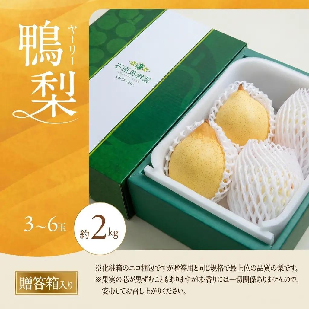梨 フルーツ 鴨梨 ヤーリー 岡山県産 梨【3～6玉 約2kg】【先行予約】