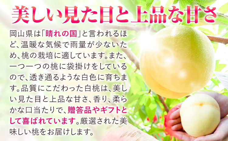 【令和7年度先行予約】贈答用 桃 内容量 1.5kg ハレノフルーツ （犬塚農園） 《2025年6月末-8月中旬頃出荷》岡山県 浅口市 フルーツ モモ 果物 青果 旬 おかやま夢白桃 白麗 白鳳 清水