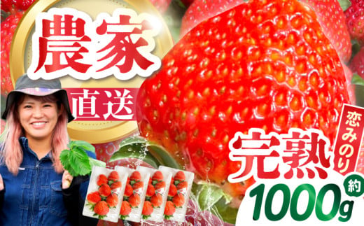 【1月配送】南島原産 いちご 「恋みのり」約250g×2パック / イチゴ 苺 フルーツ 果物 / 南島原市 / あゆみfarm [SFF006]