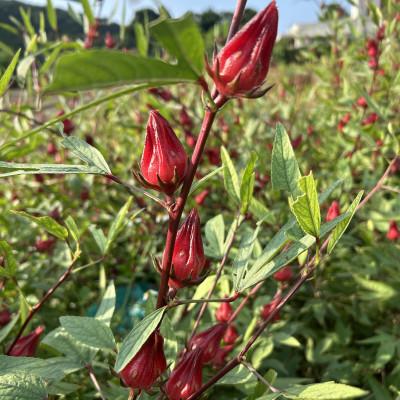 ふるさと納税 座間味村 座間味村産ハイビスカス&ハイビスカスブレンド 飲み比べセット 各種2袋(1袋あたり:2g×5包) |  | 03