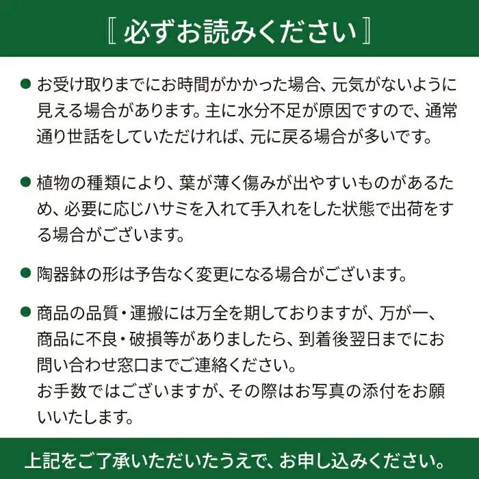 【お中元対象】幸せを呼ぶ木『 ガジュマル 』  糸島市  / cocoha [AWB022] 観葉植物 インテリア グリーン 室内