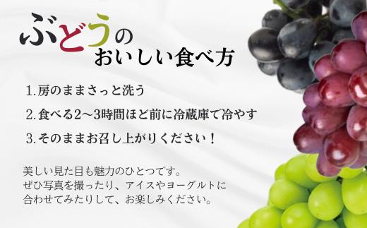 一枝に一房のみ生育させることで、大きく甘いシャインマスカットに育てます