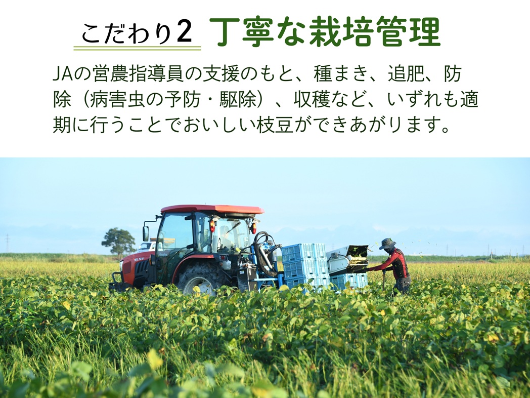 阿賀野市産えだまめ 「えんだま」 2kg 2P03014