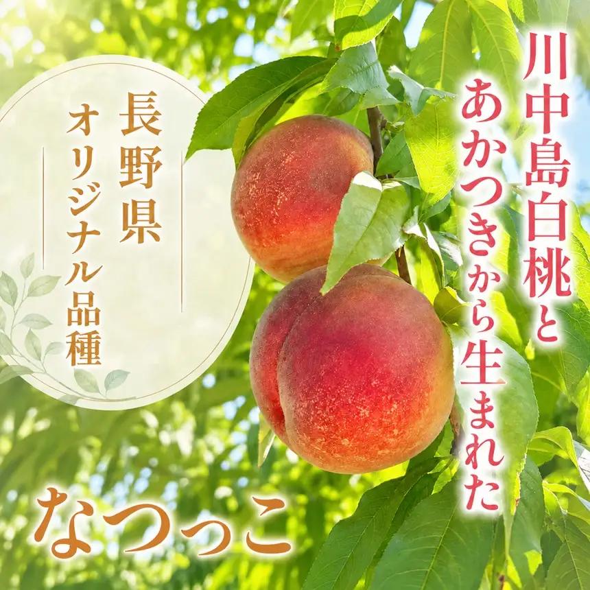 【2027先行予約】 長野県産 桃 なつっこ 約3kg 【2027年8月上旬～順次発送予定】| 丸中中根園